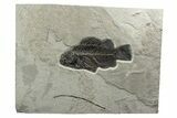 Fossil Fish (Priscacara) - Beautiful Preservation #233886-1